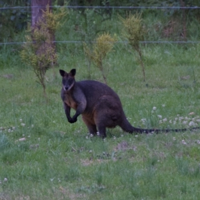 Wallabia bicolor (Swamp Wallaby) at Termeil, NSW - 9 Oct 2020 by wendie