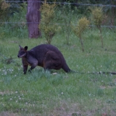 Wallabia bicolor at Termeil, NSW - 9 Oct 2020