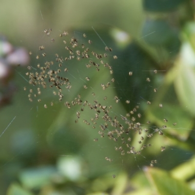 Araneae (order) (Unidentified spider) at WI Private Property - 14 Oct 2020 by wendie