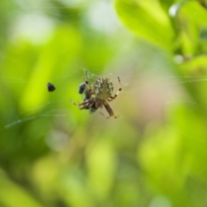 Araneus sp. (genus) at Termeil, NSW - 18 Oct 2020