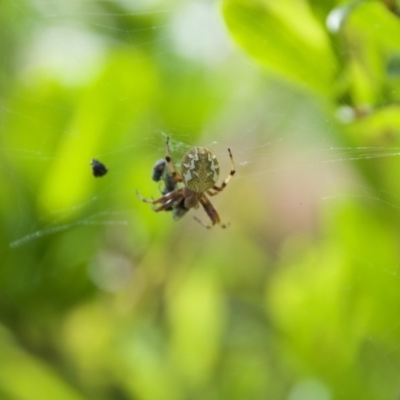 Araneus sp. (genus) (Orb weaver) at WI Private Property - 18 Oct 2020 by wendie