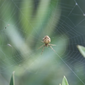 Araneus sp. (genus) at Termeil, NSW - 18 Oct 2020