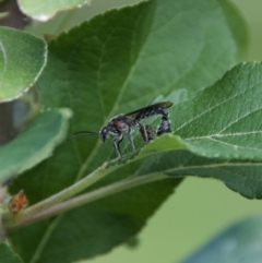 Tiphiidae (family) (Unidentified Smooth flower wasp) at WI Private Property - 18 Oct 2020 by wendie