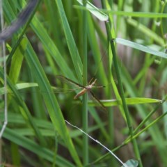 Leptotarsus (Leptotarsus) sp.(genus) (A Crane Fly) at Termeil, NSW - 18 Oct 2020 by wendie