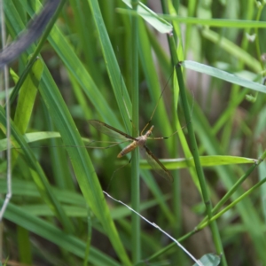 Leptotarsus (Leptotarsus) sp.(genus) at Termeil, NSW - suppressed