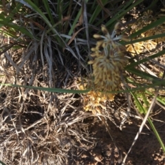 Lomandra multiflora (Many-flowered Matrush) at Hughes Garran Woodland - 20 Oct 2020 by Tapirlord