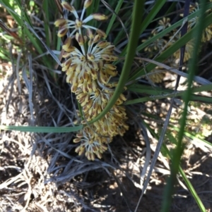 Lomandra multiflora at Hughes, ACT - 20 Oct 2020 06:12 PM