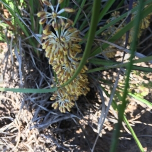 Lomandra multiflora at Hughes, ACT - 20 Oct 2020