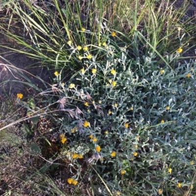 Chrysocephalum apiculatum (Common Everlasting) at Red Hill to Yarralumla Creek - 20 Oct 2020 by Tapirlord