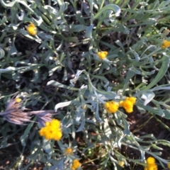 Chrysocephalum apiculatum at Hughes, ACT - 20 Oct 2020