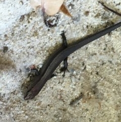 Lampropholis delicata (Delicate Skink) at Hughes Garran Woodland - 20 Oct 2020 by Tapirlord