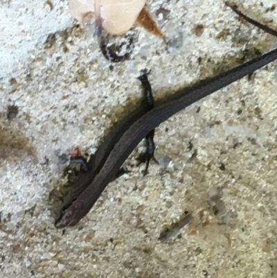 Lampropholis delicata (Delicate Skink) at Hughes Garran Woodland - 20 Oct 2020 by Tapirlord