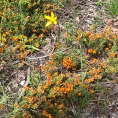 Microseris walteri (Yam Daisy, Murnong) at Gossan Hill - 16 Oct 2020 by goyenjudy