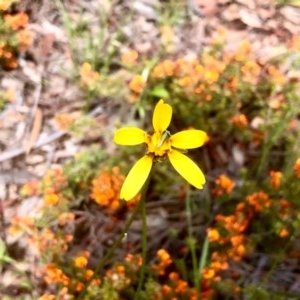 Microseris walteri at Bruce, ACT - 16 Oct 2020 12:32 PM