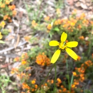 Microseris walteri at Bruce, ACT - 16 Oct 2020 12:32 PM