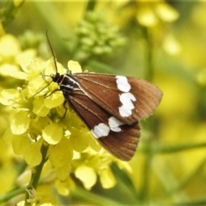 Nyctemera amicus at Stromlo, ACT - 20 Oct 2020