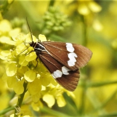 Nyctemera amicus (Senecio Moth, Magpie Moth, Cineraria Moth) at Woodstock Nature Reserve - 20 Oct 2020 by JohnBundock