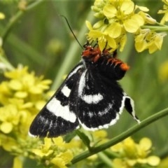 Phalaenoides glycinae at Stromlo, ACT - 20 Oct 2020