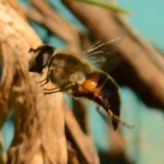 Eristalis tenax (Drone fly) at Mount Jerrabomberra QP - 20 Oct 2020 by Tmac