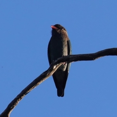 Eurystomus orientalis (Dollarbird) at Hughes, ACT - 20 Oct 2020 by JackyF