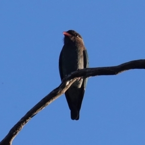 Eurystomus orientalis at Hughes, ACT - 20 Oct 2020