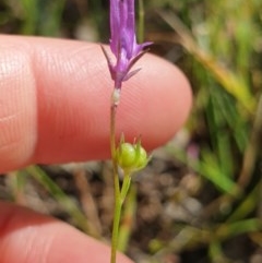 Linaria pelisseriana (Pelisser's Toadflax) at Albury - 17 Oct 2020 by ClaireSee