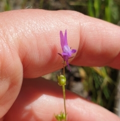 Linaria pelisseriana at Albury, NSW - 17 Oct 2020