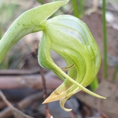 Pterostylis nutans (Nodding Greenhood) at Holt, ACT - 18 Oct 2020 by drakes