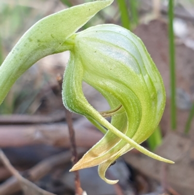 Pterostylis nutans (Nodding Greenhood) at Holt, ACT - 18 Oct 2020 by drakes