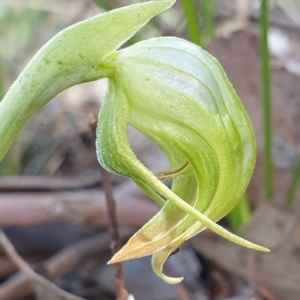Pterostylis nutans at Holt, ACT - 19 Oct 2020
