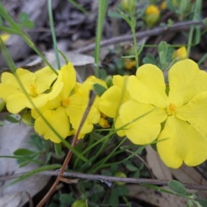 Hibbertia obtusifolia at Hughes, ACT - 20 Oct 2020