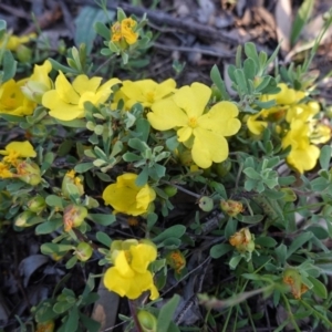 Hibbertia obtusifolia at Hughes, ACT - 20 Oct 2020 05:25 PM