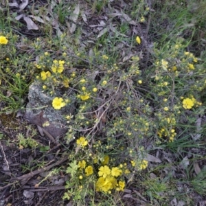 Hibbertia obtusifolia at Hughes, ACT - 20 Oct 2020 05:25 PM