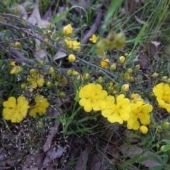 Hibbertia obtusifolia at Hughes, ACT - 20 Oct 2020 05:25 PM