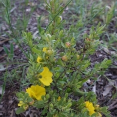 Hibbertia obtusifolia at Hughes, ACT - 20 Oct 2020