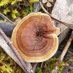 Coltricia sp. at Mount Painter - 18 Oct 2020 by drakes