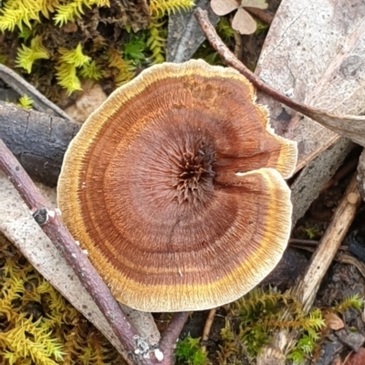 Coltricia sp. at Mount Painter - 18 Oct 2020 by drakes