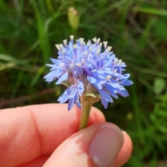 Brunonia australis (Blue Pincushion) at Albury, NSW - 17 Oct 2020 by ClaireSee