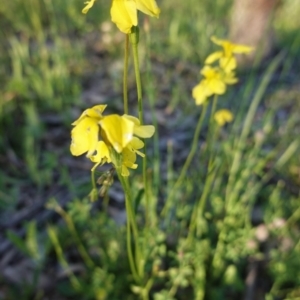 Goodenia pinnatifida at Hughes, ACT - 20 Oct 2020