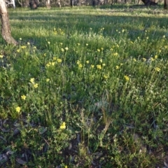 Goodenia pinnatifida at Hughes, ACT - 20 Oct 2020