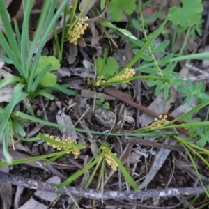 Lomandra filiformis at Hughes, ACT - 20 Oct 2020