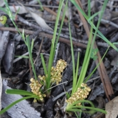 Lomandra filiformis at Hughes, ACT - 20 Oct 2020