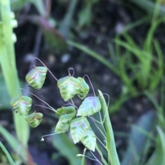 Briza minor (Shivery Grass) at Wollogorang, NSW - 19 Oct 2020 by JaneR