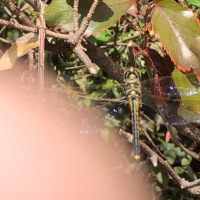 Hemicordulia sp. (genus) (an emerald) at Berry, NSW - 20 Oct 2020 by Username279