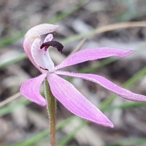 Caladenia congesta at Acton, ACT - 20 Oct 2020