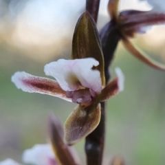 Prasophyllum brevilabre (Short-lip Leek Orchid) at Black Mountain - 20 Oct 2020 by shoko