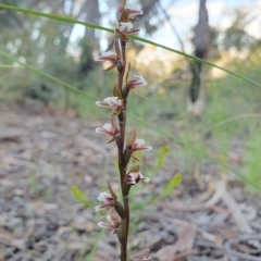 Prasophyllum brevilabre at Acton, ACT - 20 Oct 2020