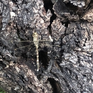 Adversaeschna brevistyla at Berry, NSW - suppressed