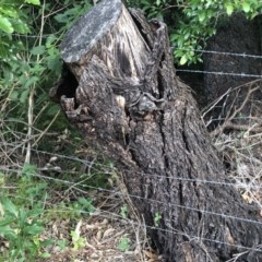 Adversaeschna brevistyla at Berry, NSW - suppressed