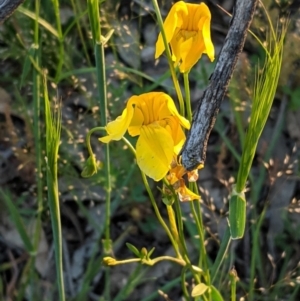 Goodenia pinnatifida at Hughes, ACT - 20 Oct 2020